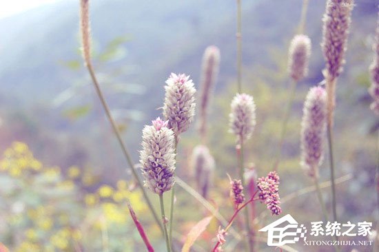 PS调色教程：调出小清新植物图片